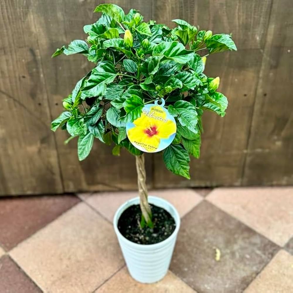 はいびすかす Amazon｜鉢花 観葉植物：ハイビスカス 6号*花色 イエロー系